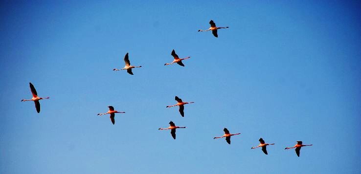 3. Khijadiya Bird Sanctuary